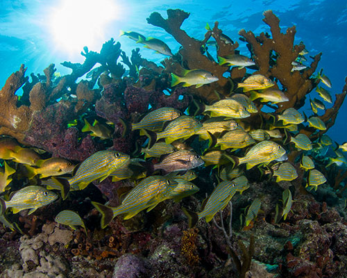 Why is scuba diving dangerous