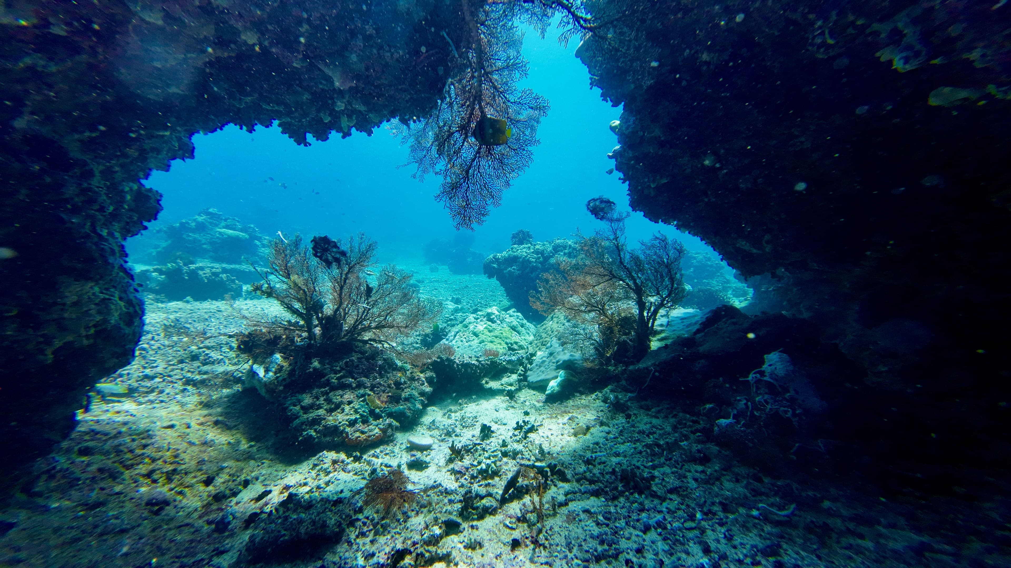 French Reef