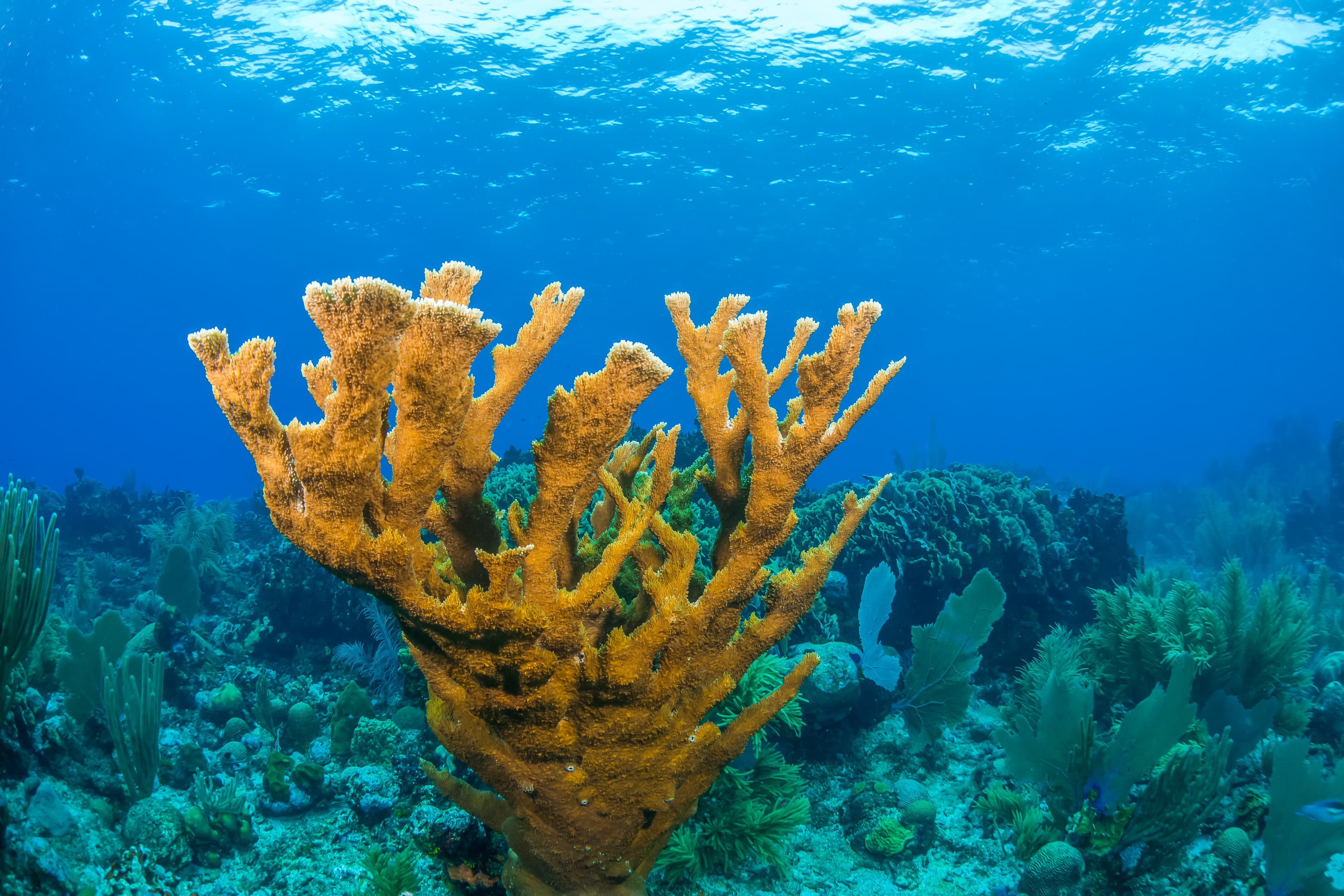 Spring (Mar–May) diving conditions