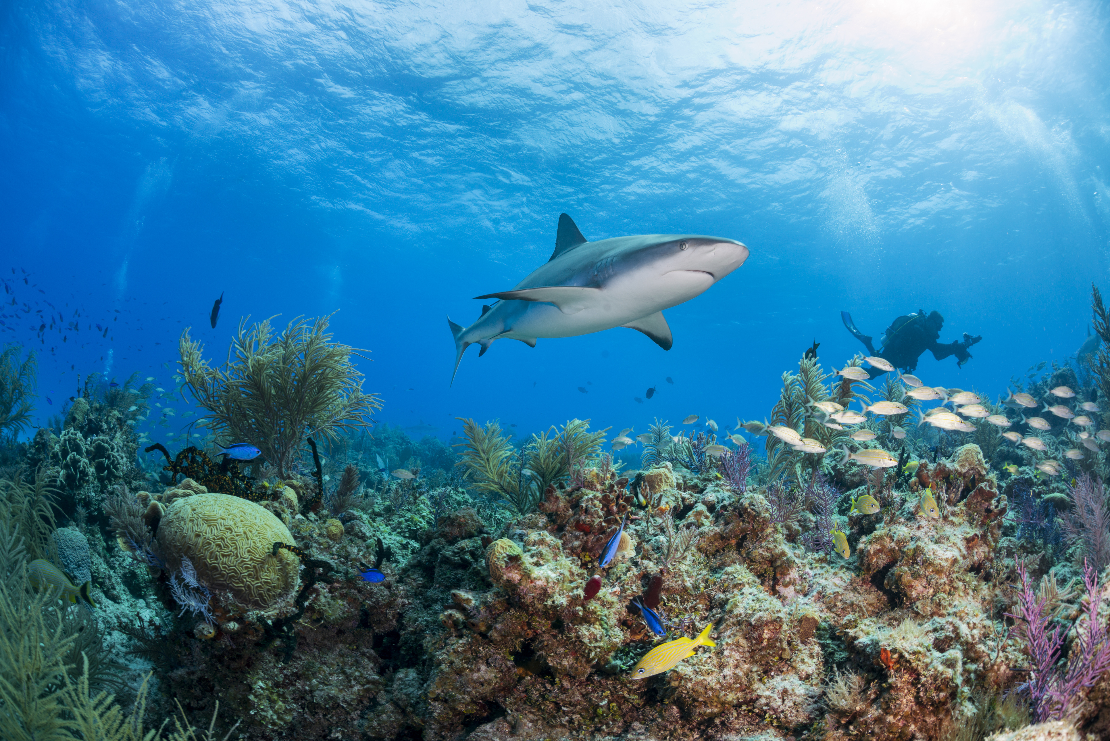 Hens and Chickens reef site in the Florida Keys