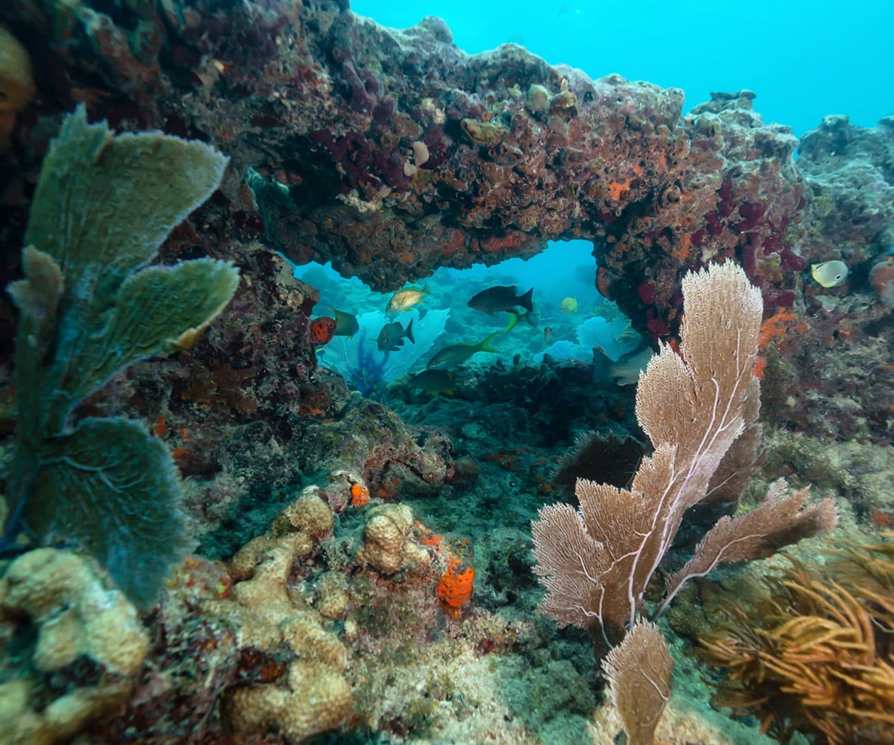 Pennekamp State Park Reef Dive Trip (Key Largo)