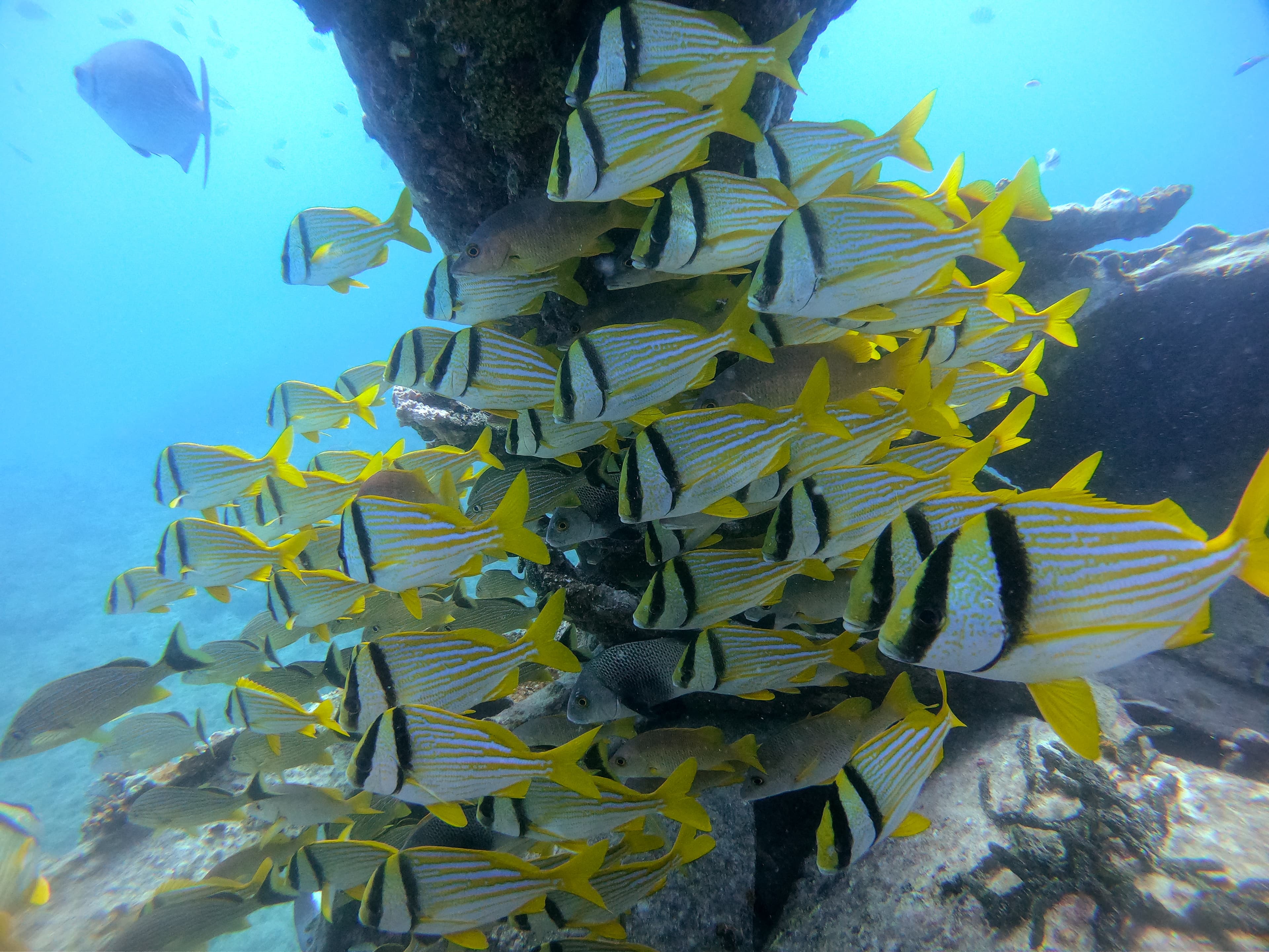 Winter (Dec–Feb) diving conditions
