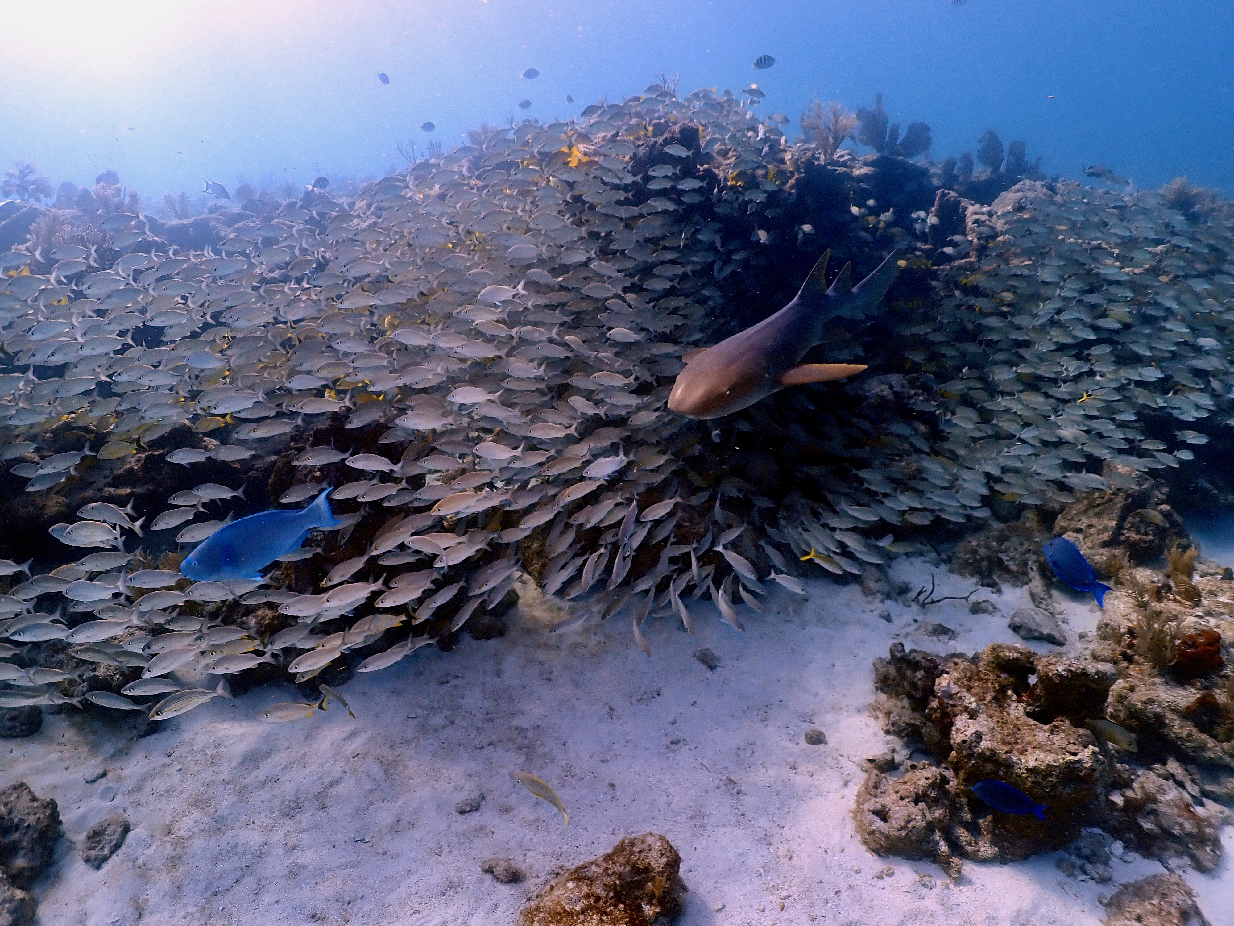 Molasses Reef coral formations in Key Largo