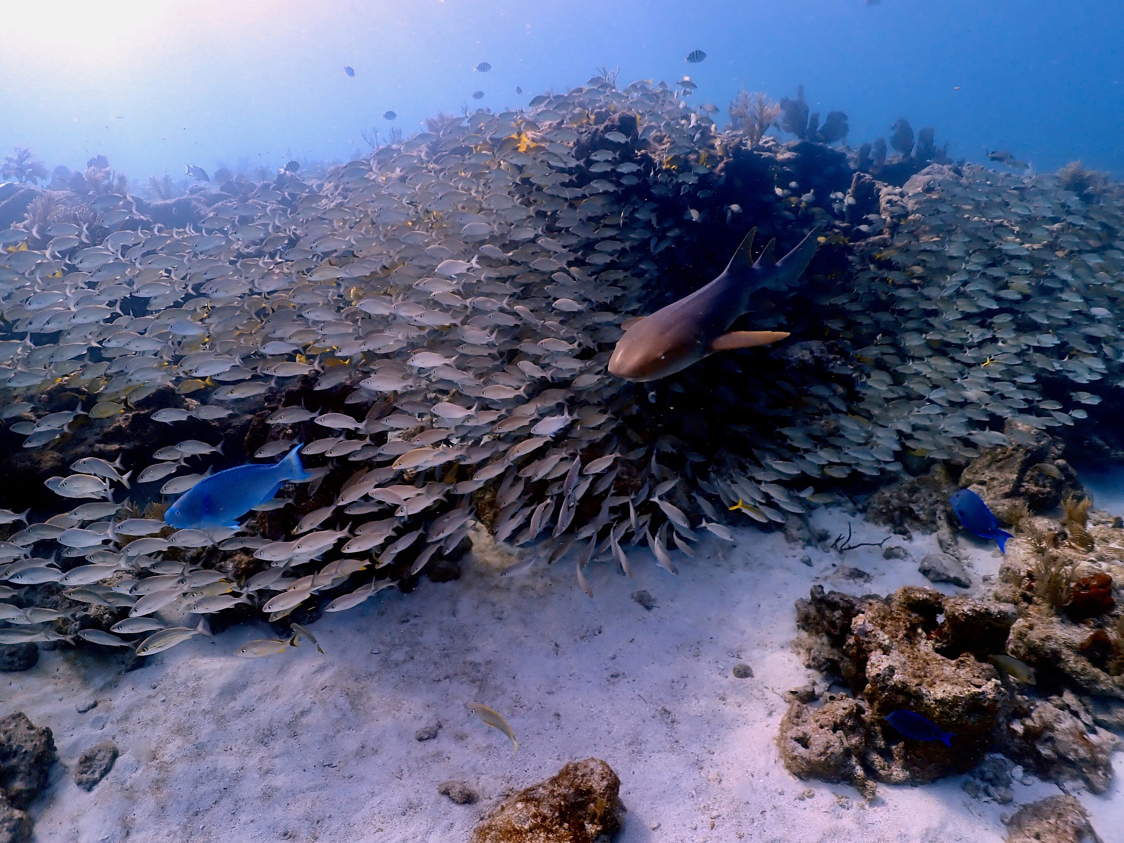 Key Largo reef diving conditions