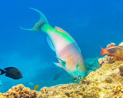 First-time diver exploring Sand Island reef during a Try Scuba experience