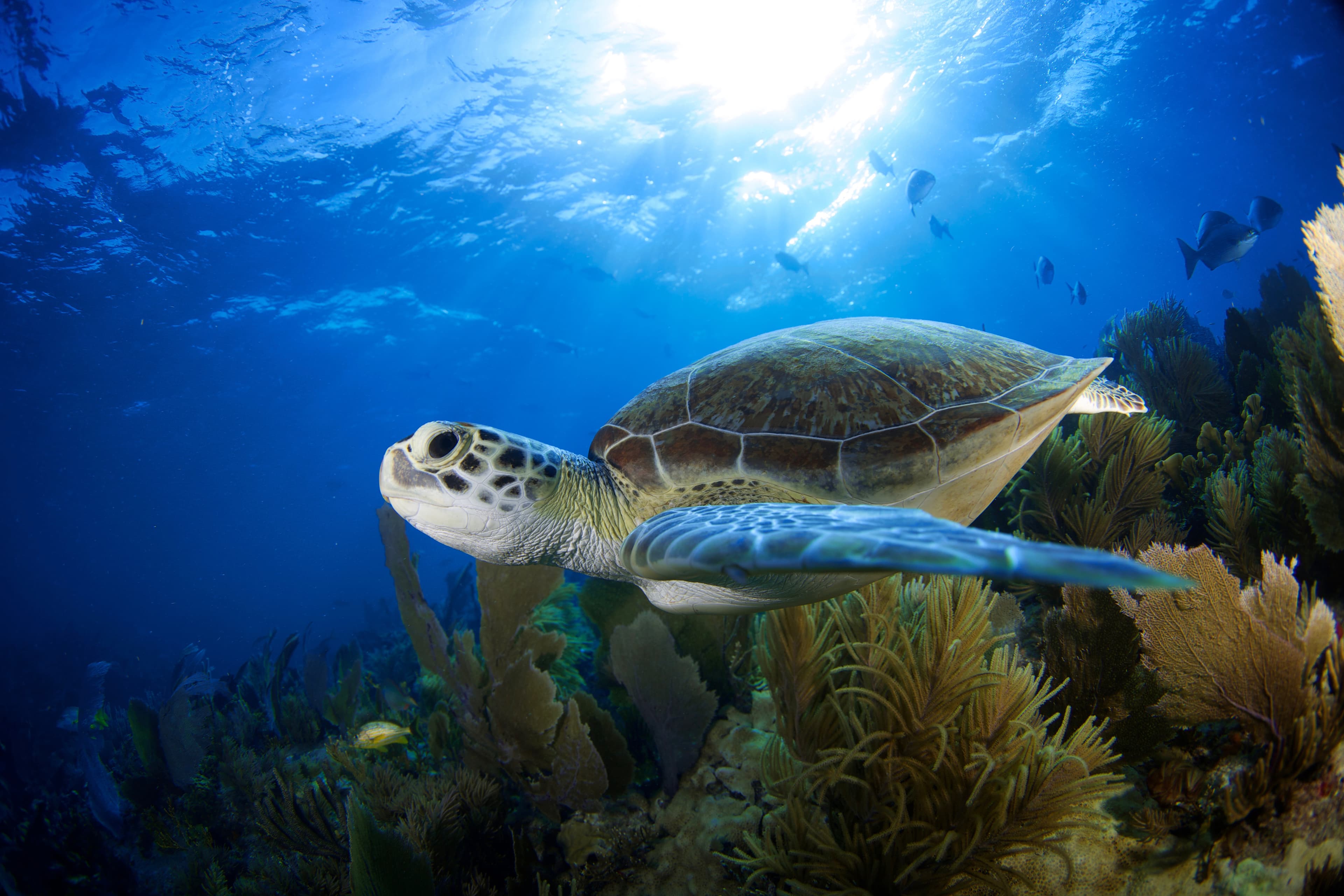 Summer (Jun–Aug) diving conditions