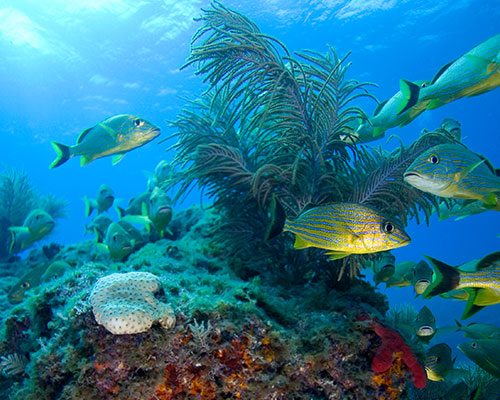 Does a scuba license expire?