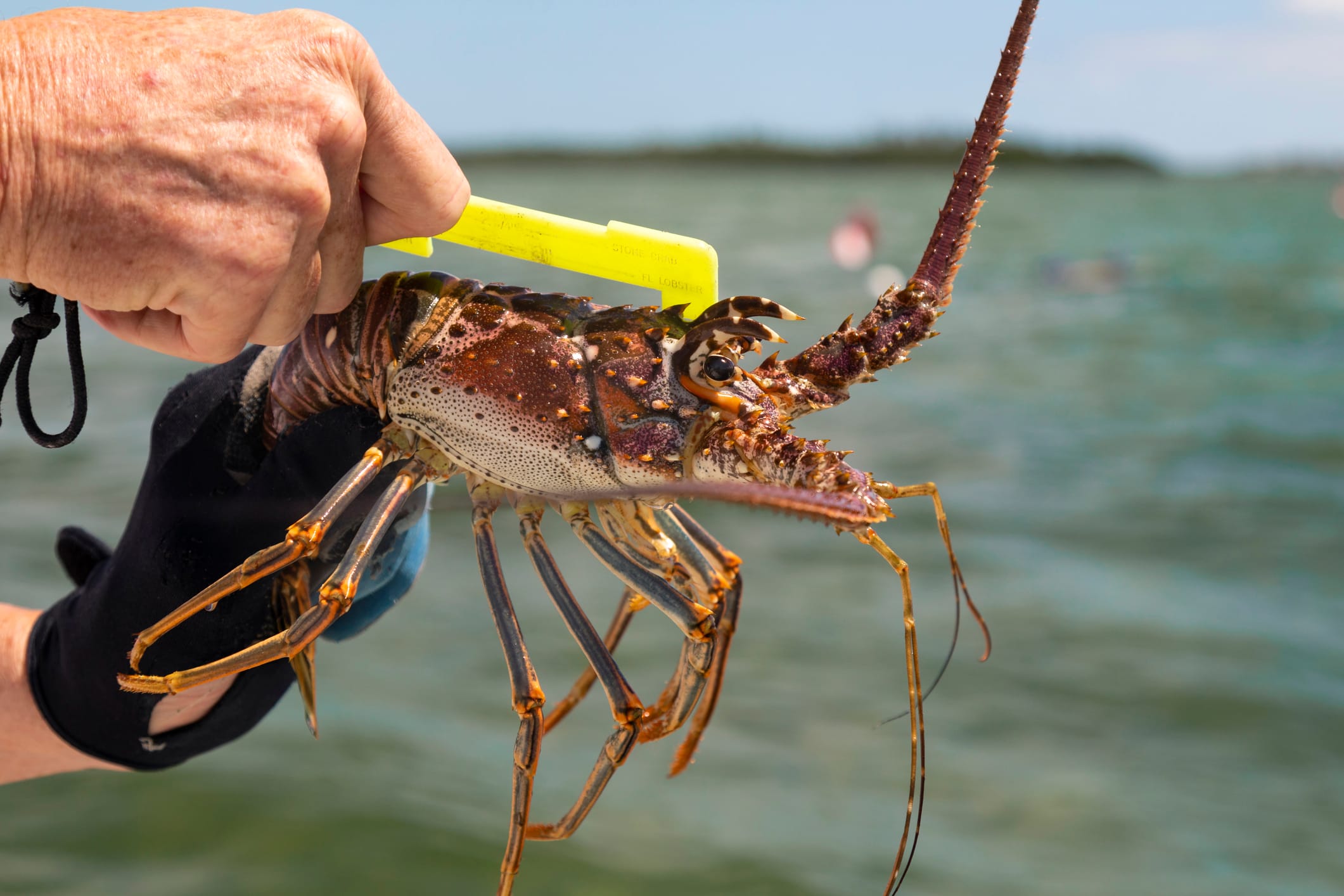 Measuring a spiny lobster with a legal gauge on the boat