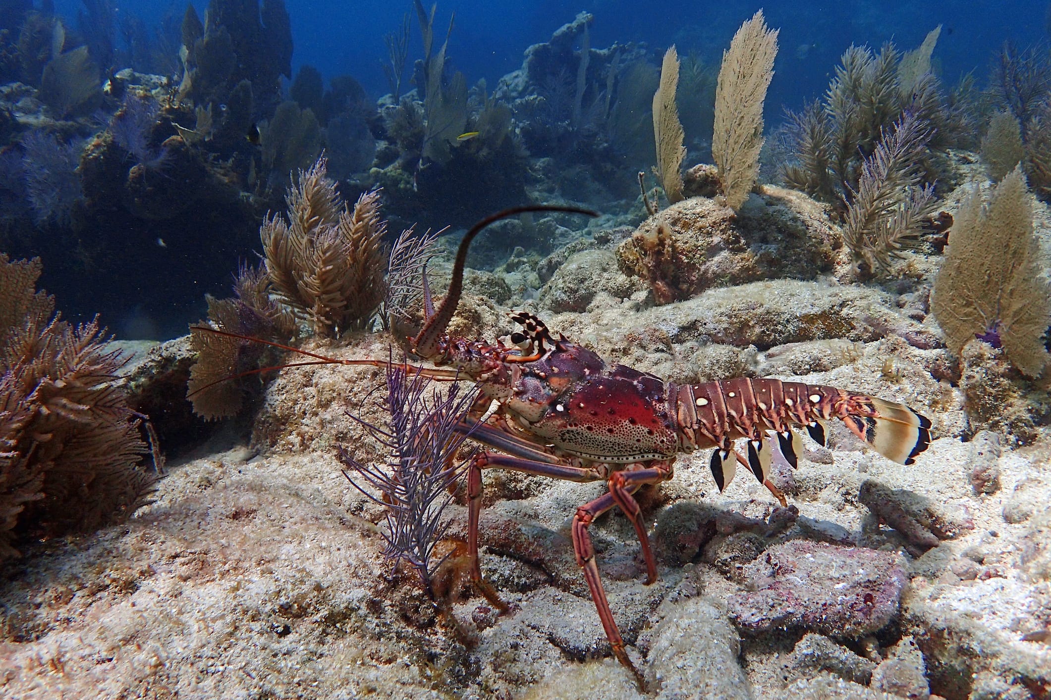 Busy but controlled mini season lobster diving scene in the Florida Keys