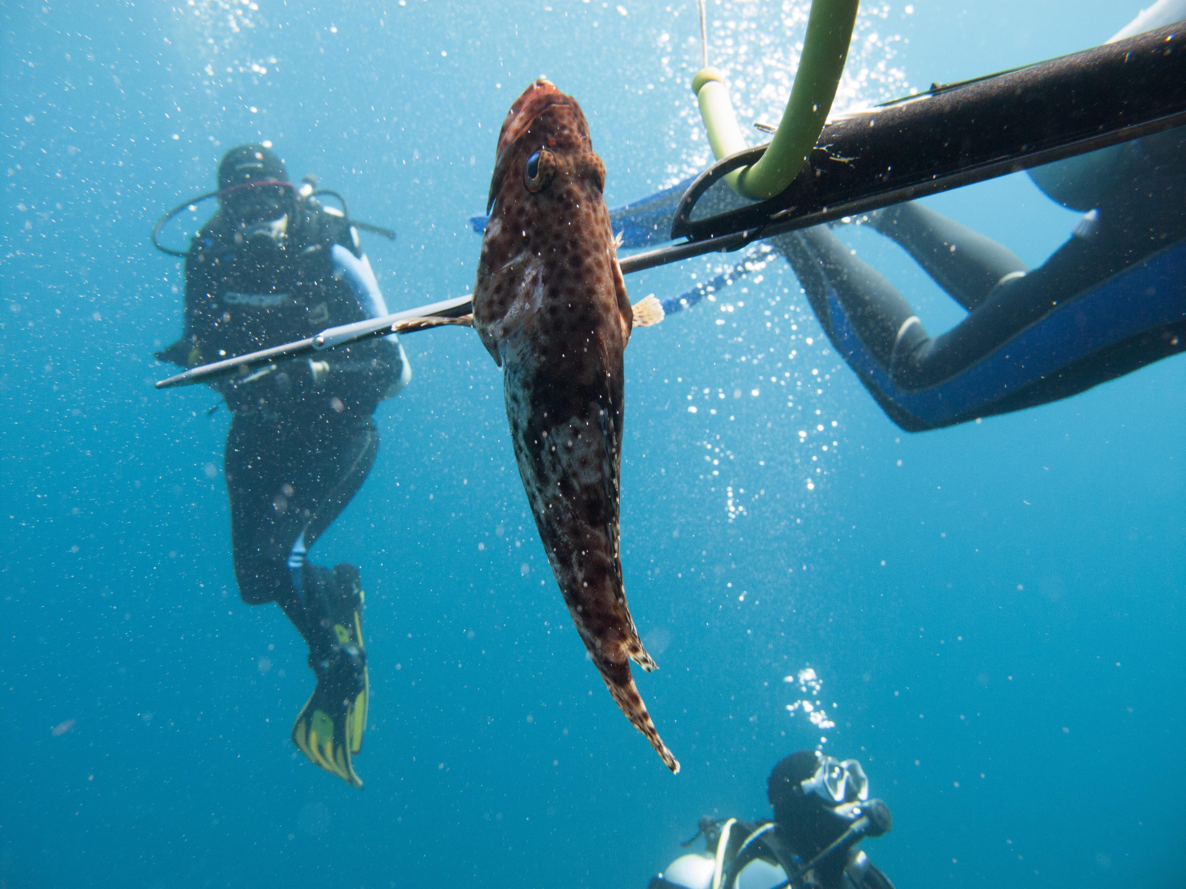 Close-up of legal reef fish species for Key Largo spearfishing