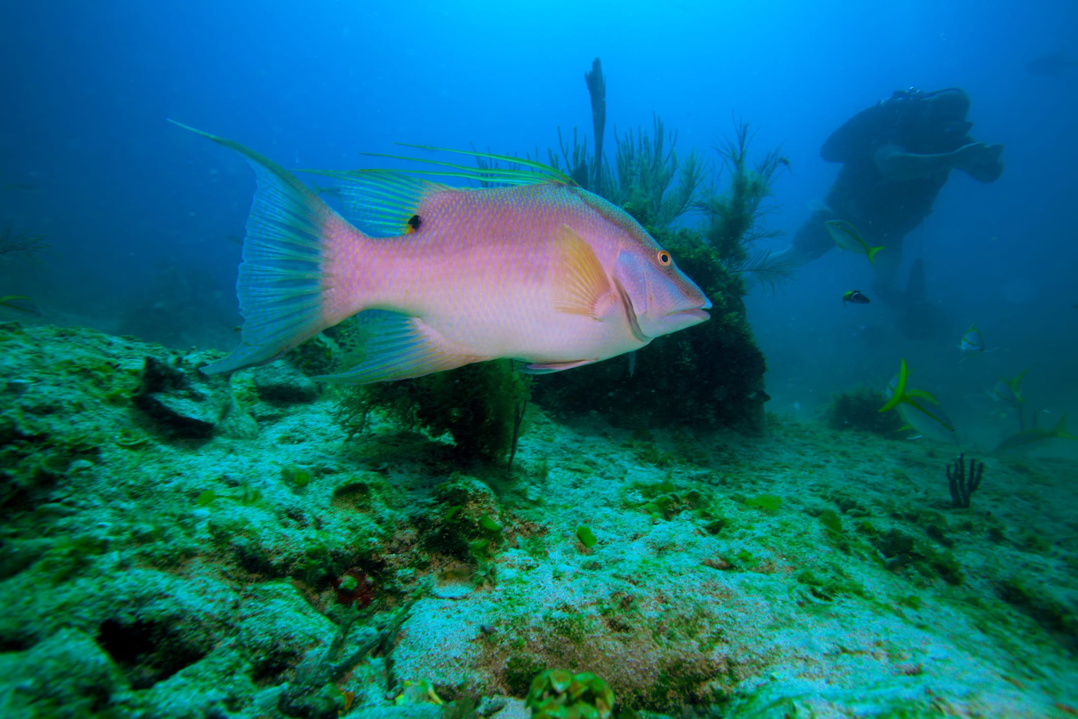 Small private spearfishing boat setup for beginners in the Florida Keys