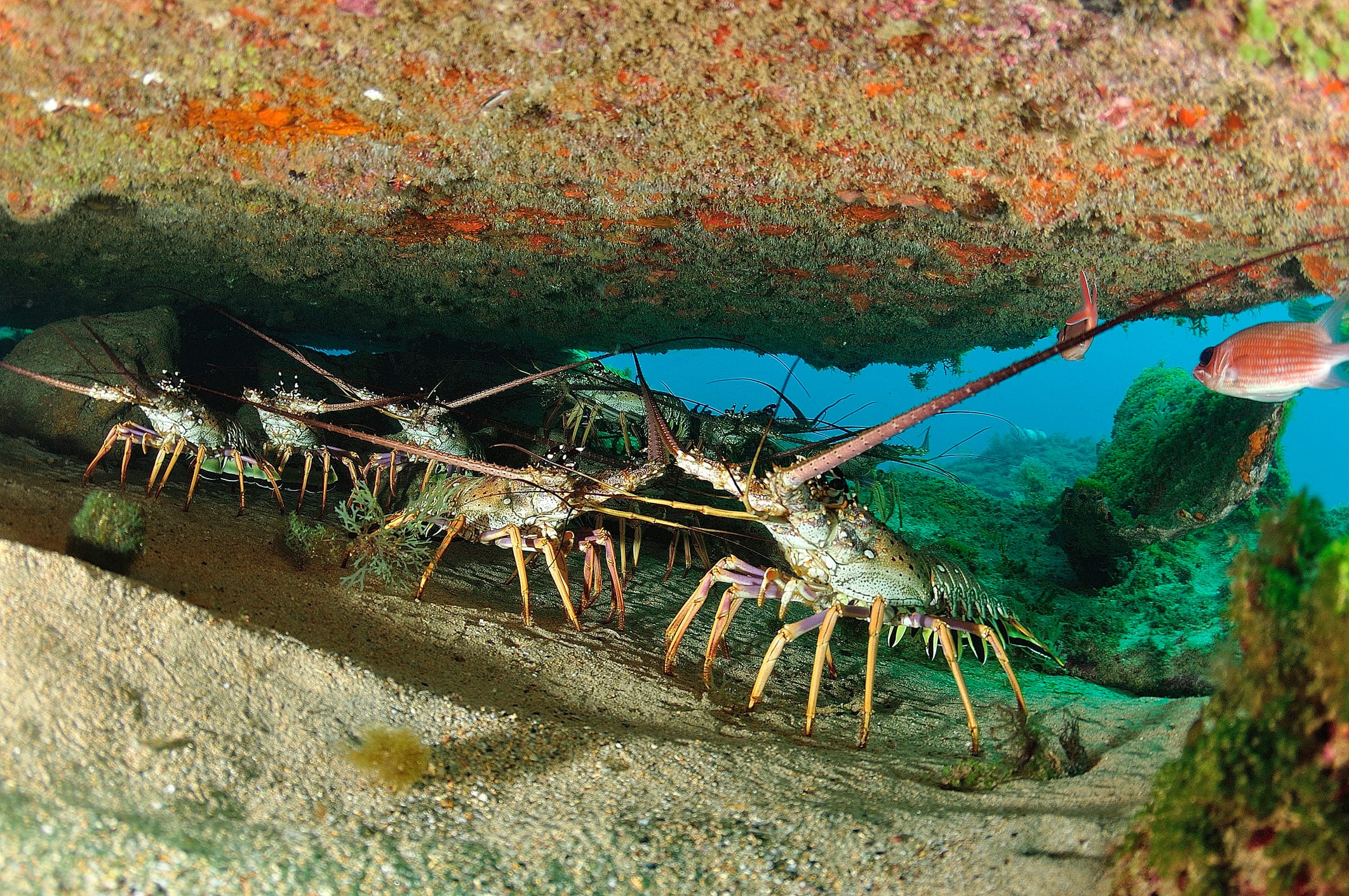 Guided lobster diving trips in Key Largo