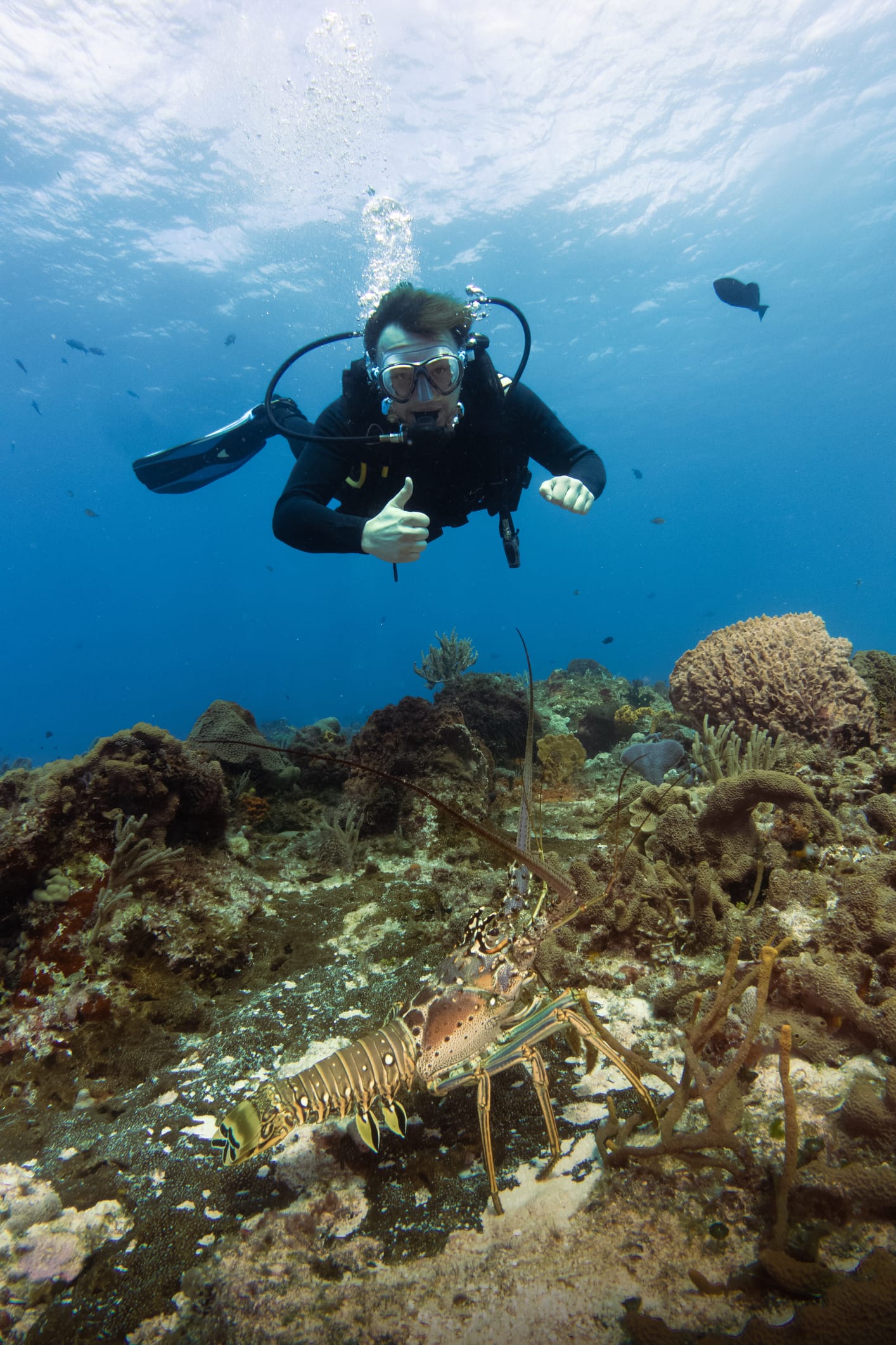 Guided lobster trips in Key Largo for beginners