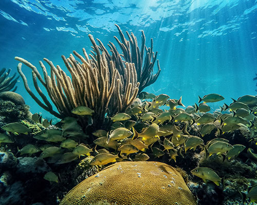Scuba diver preparing to enter the water