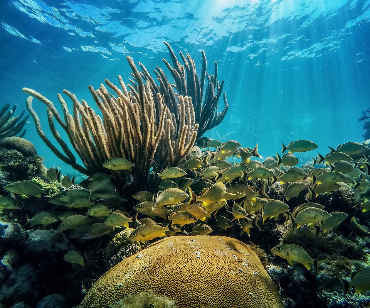Key Largo Dive Trip: Molasses Reef