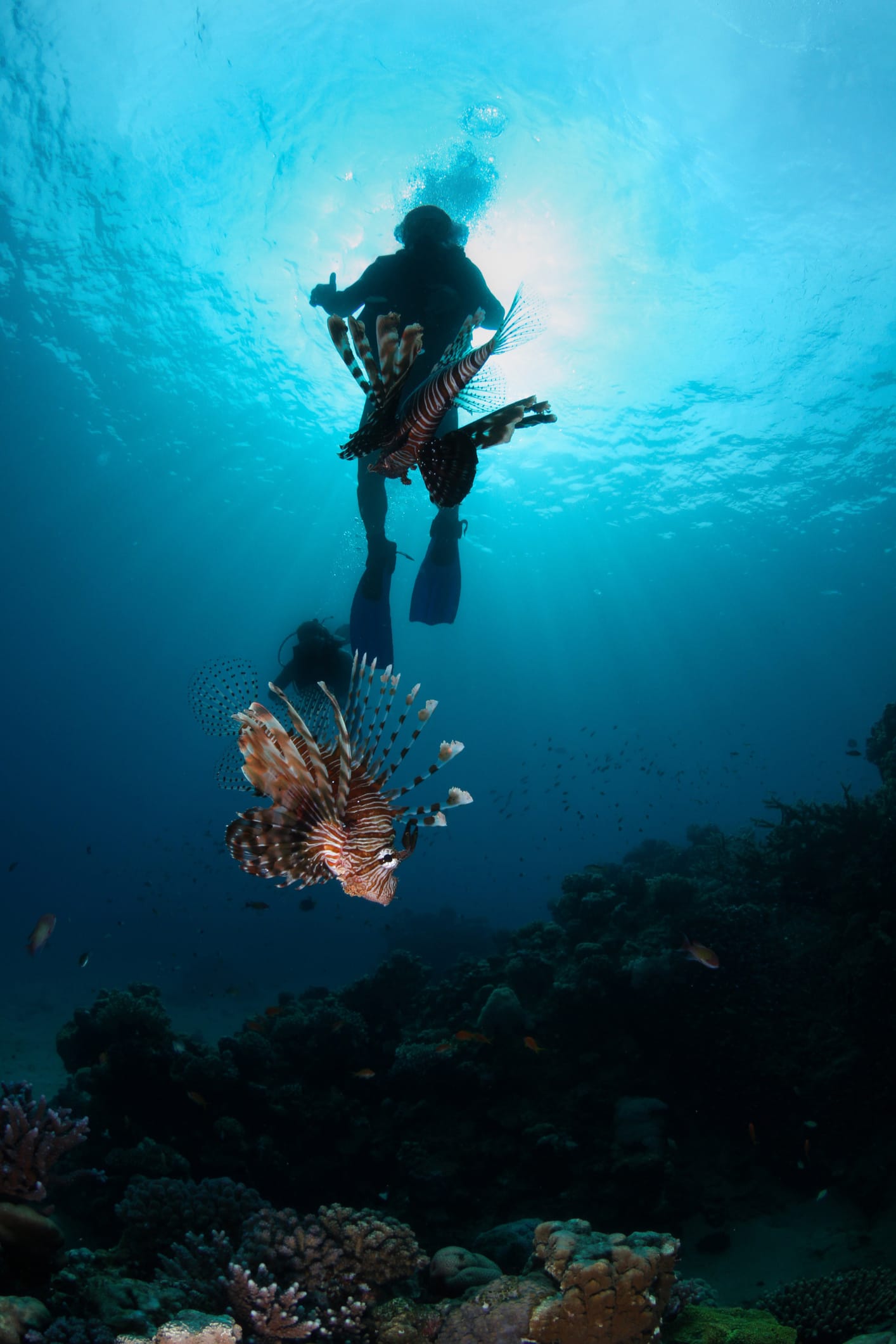 Prepared lionfish fillet after a Key Largo hunt