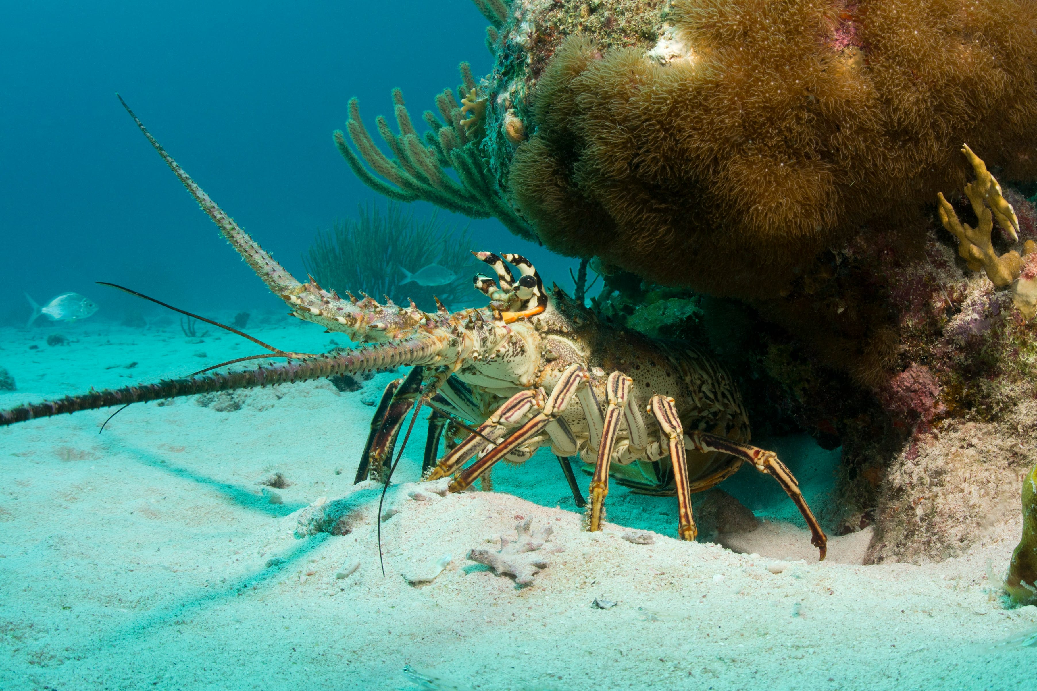 Key Largo lobster diving trips