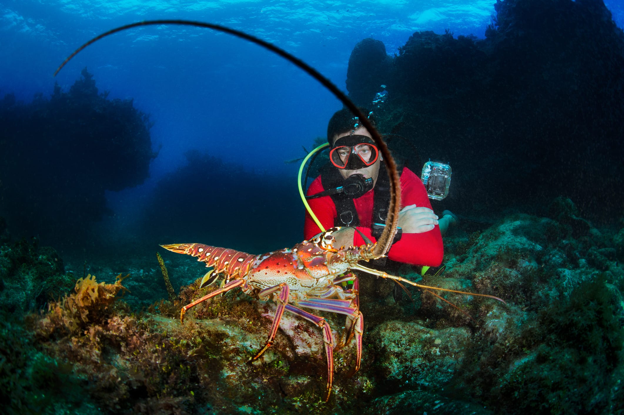 Diver descending over reef structure in Key Largo