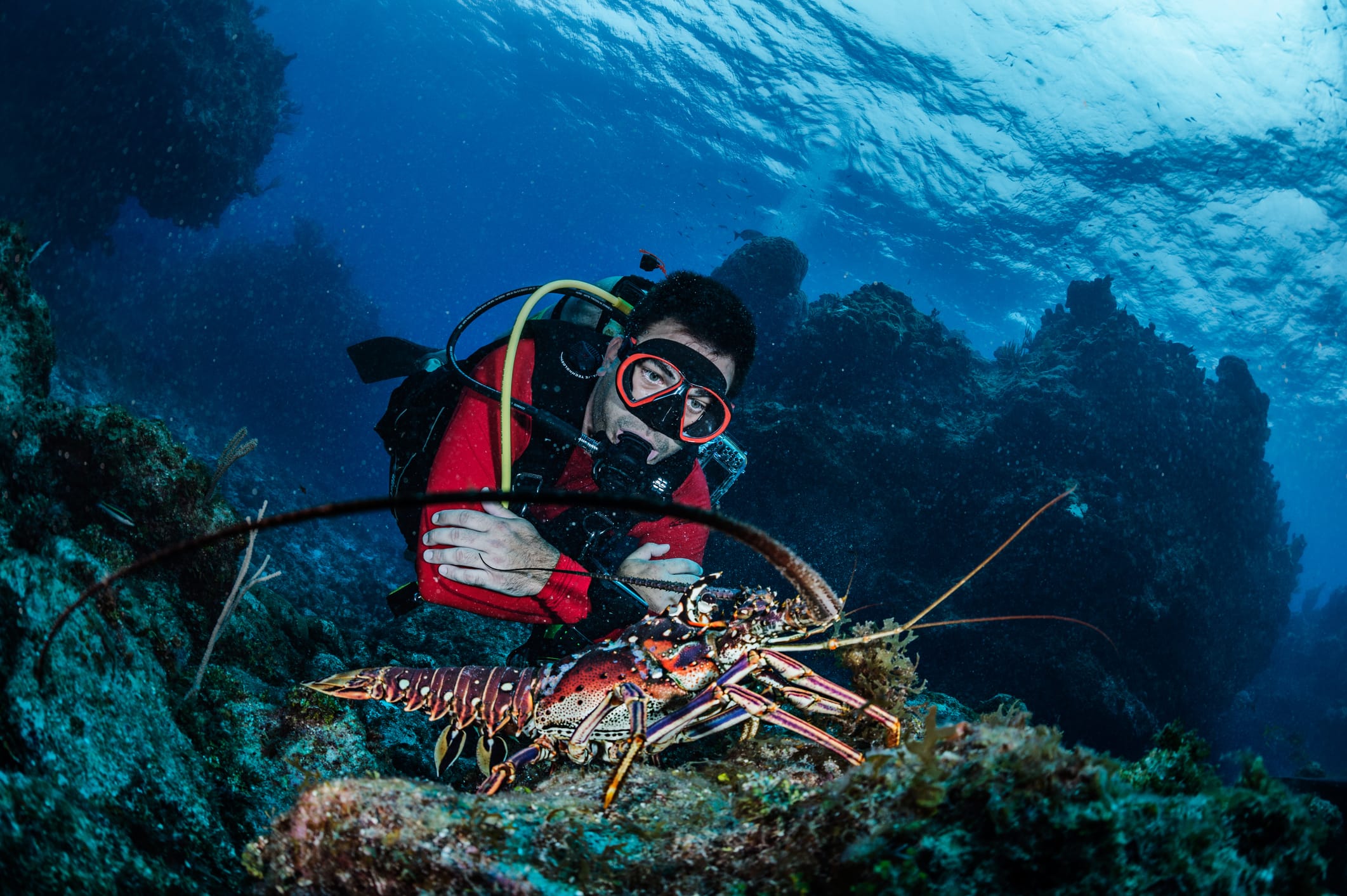 Key Largo lobster scuba and free diving trips