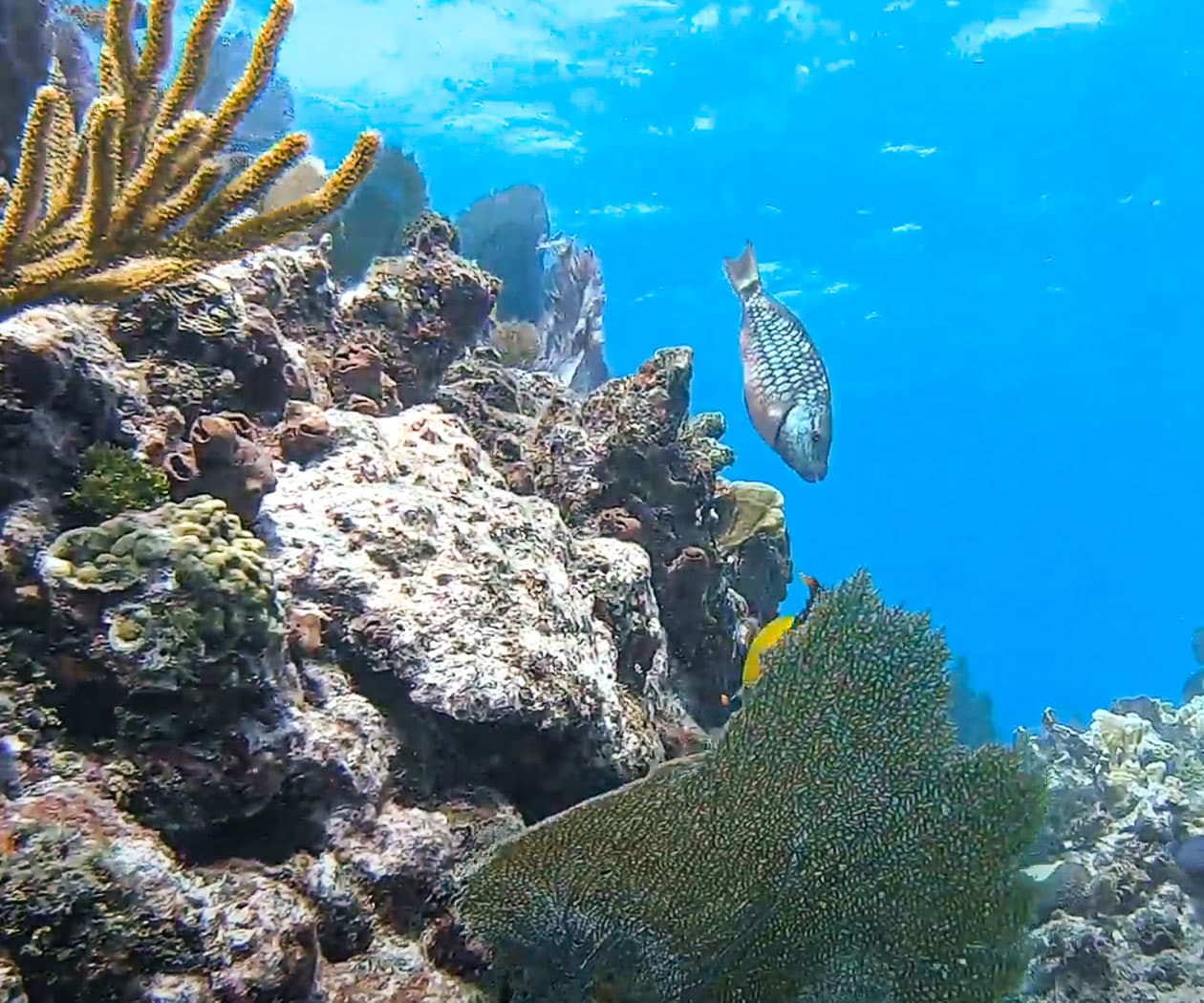 Private Dive Charter to Molasses Reef