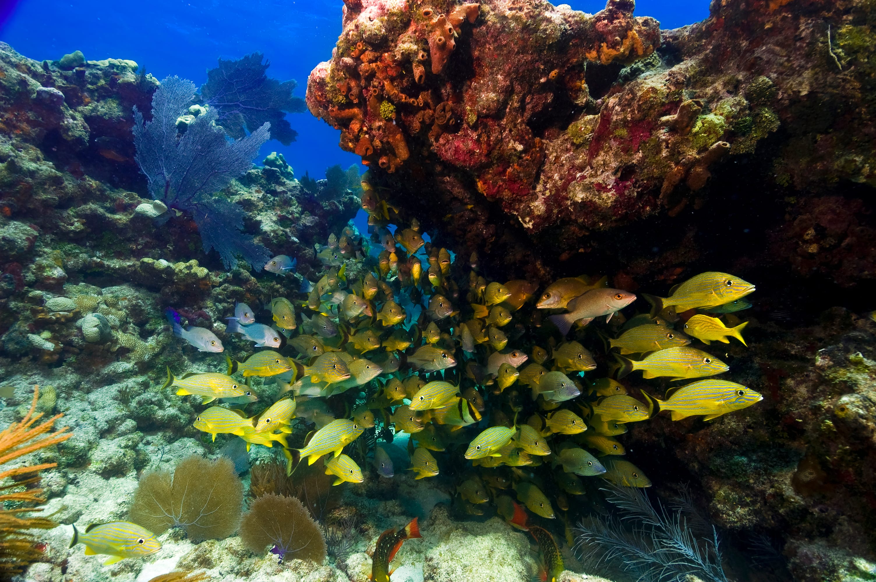Key Largo reef dives with shallow coral and tropical fish