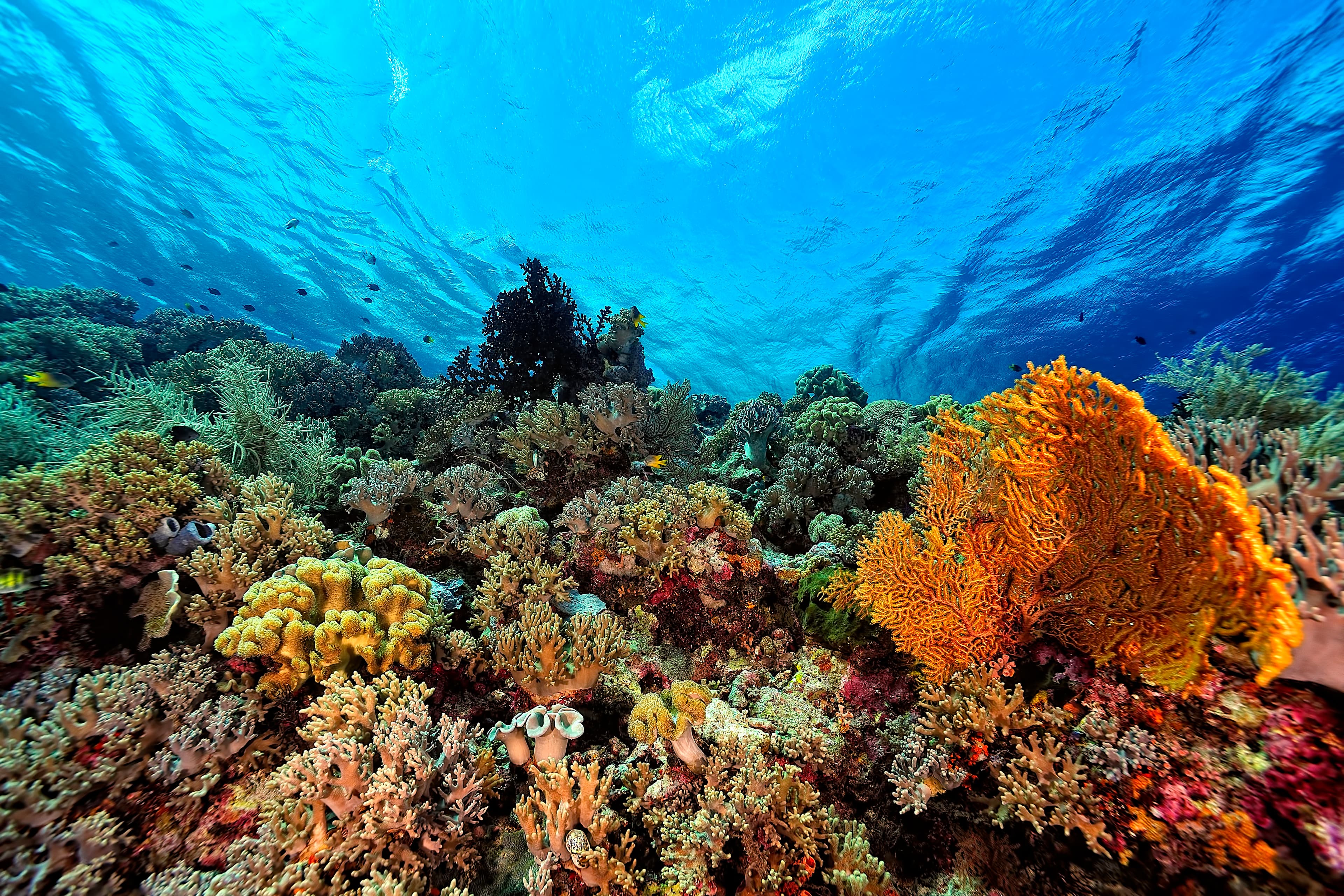 Fall (Sep–Nov) diving conditions