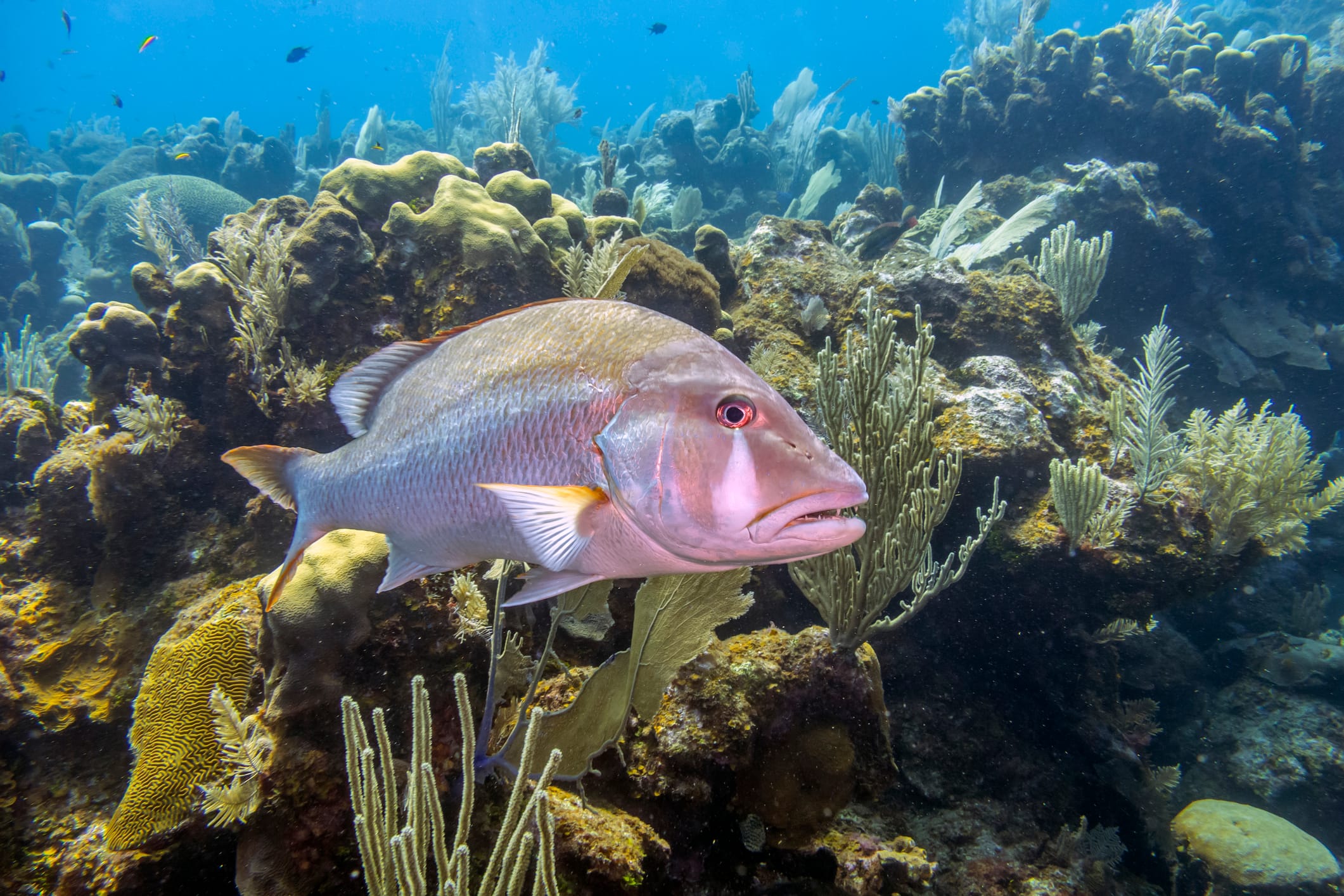 Key Largo spearfishing charter in the Florida Keys