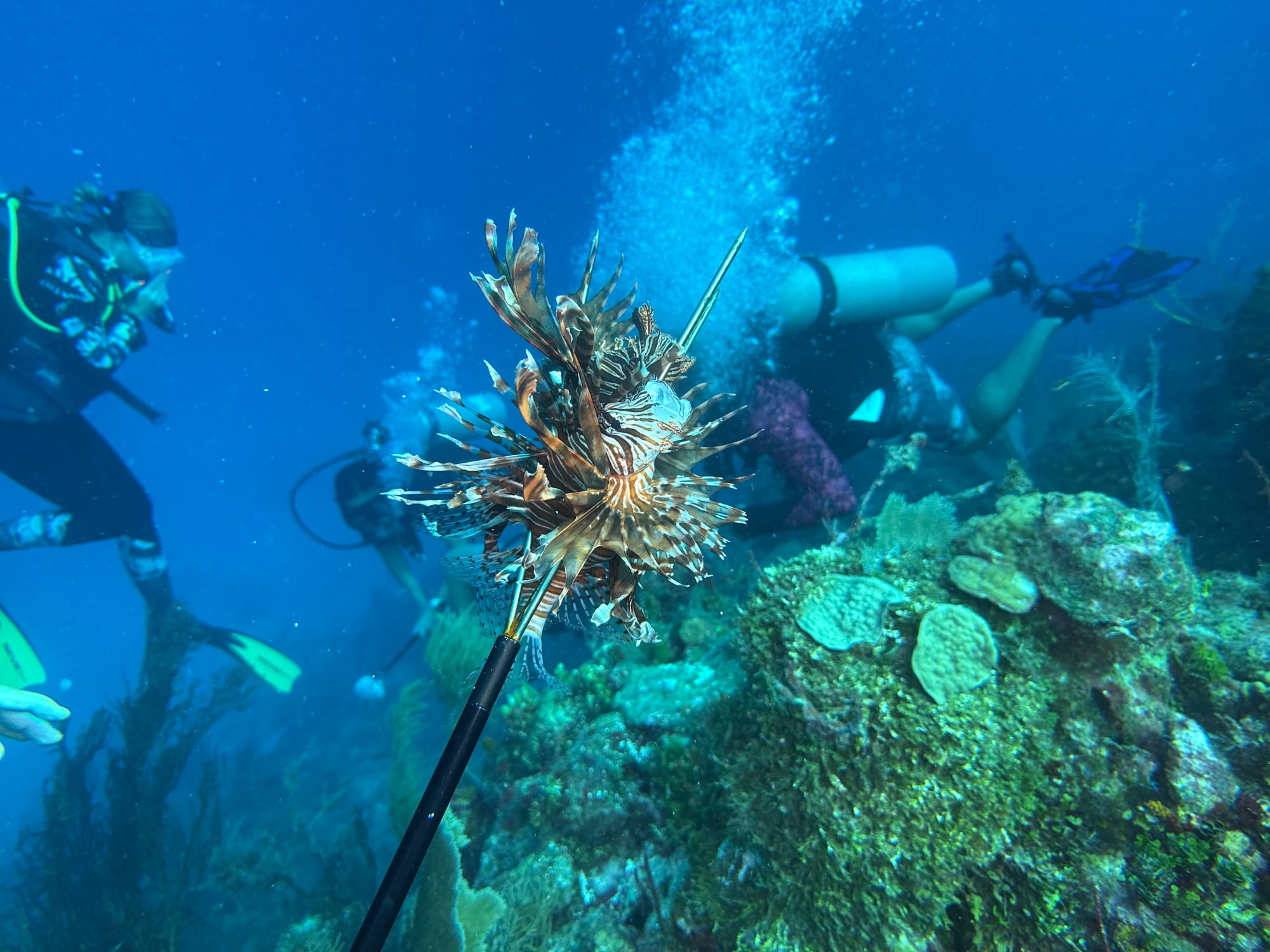 Lionfish hunting charter in Key Largo