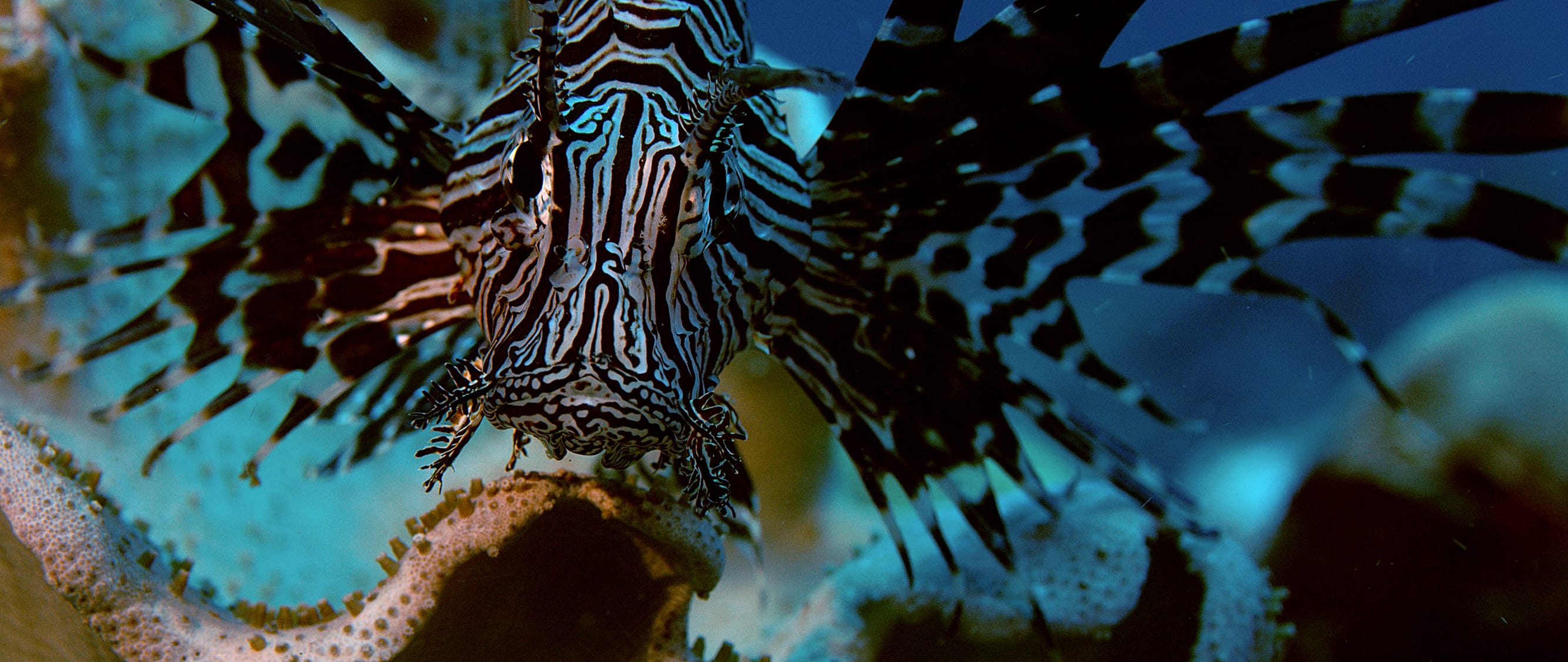Freediver descending toward reef in the Florida Keys