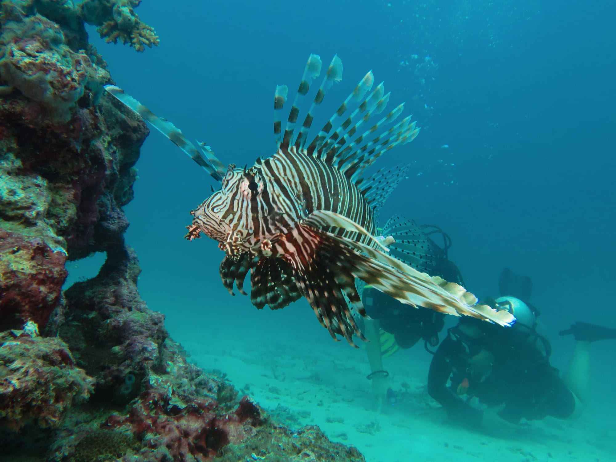 Lionfish on a reef during a Key Largo spearfishing charter