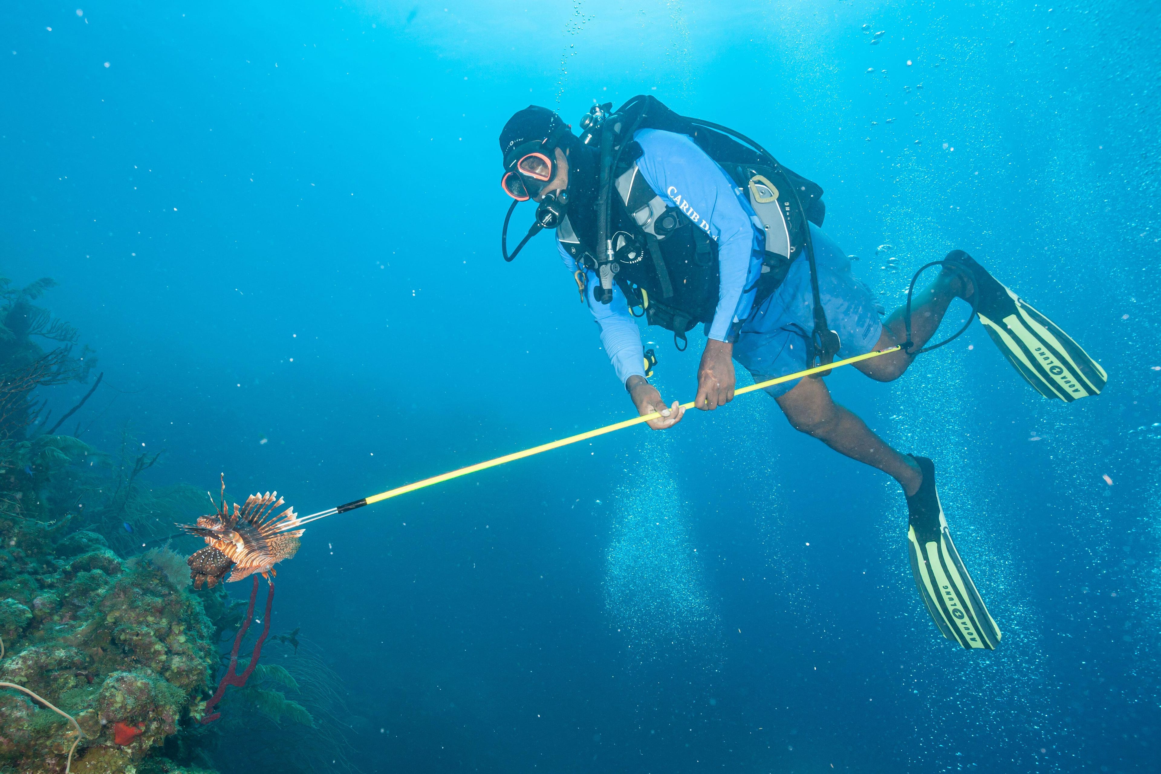 Scuba diver with lionfish containment device in the Florida Keys
