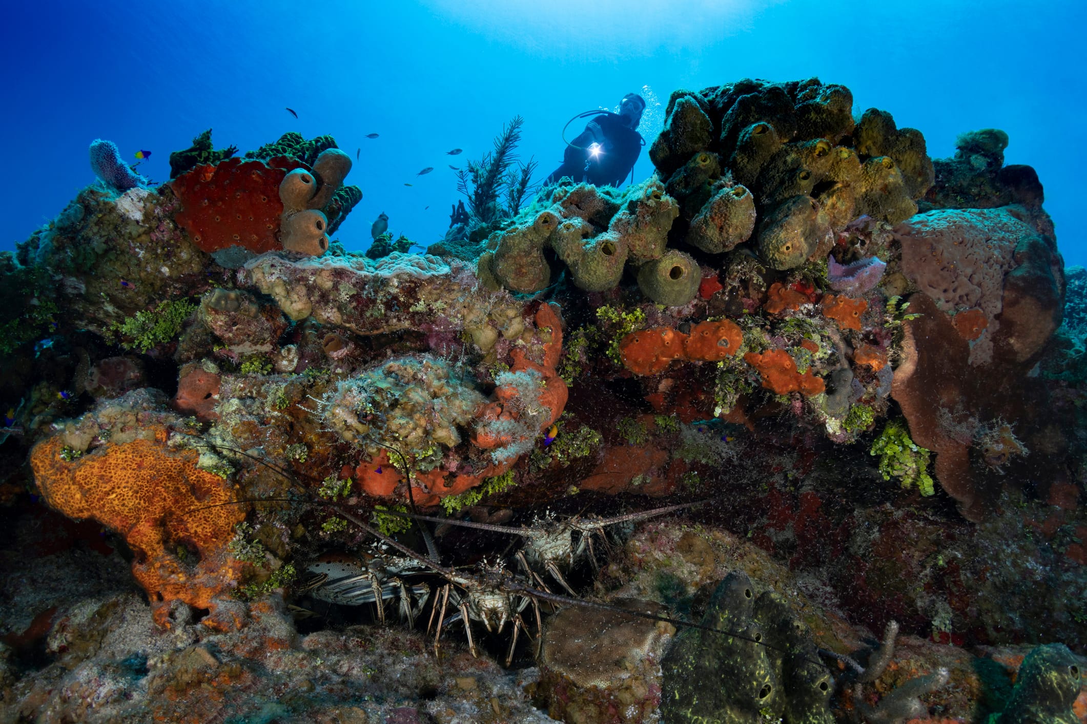Lobster hunting in Key Largo, Florida