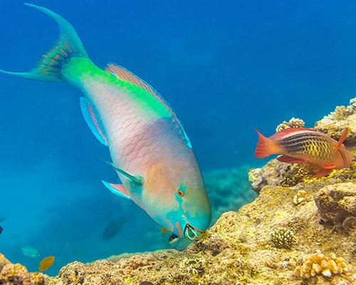 Parrot Fish swimming with scuba divers in Key Largo, Florida