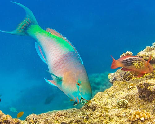 Colorful parrotfish swimming across a Florida Keys coral reef