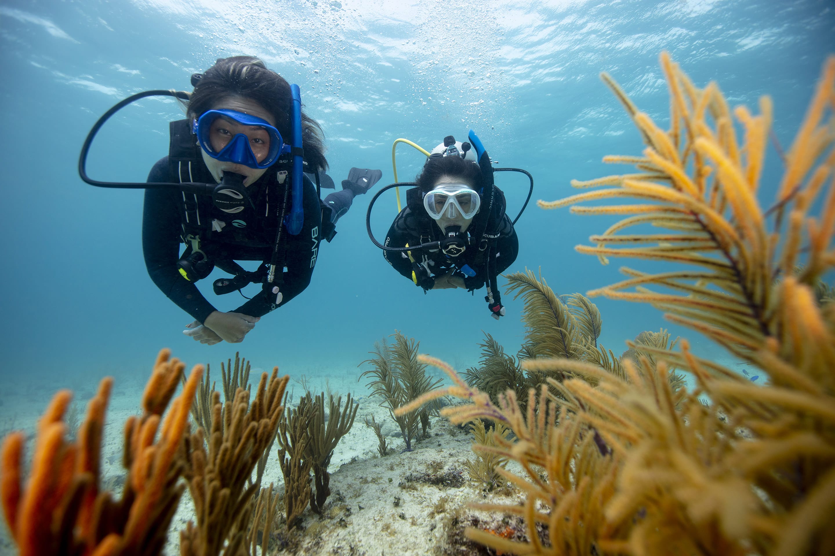 Pickles Reef in Key Largo