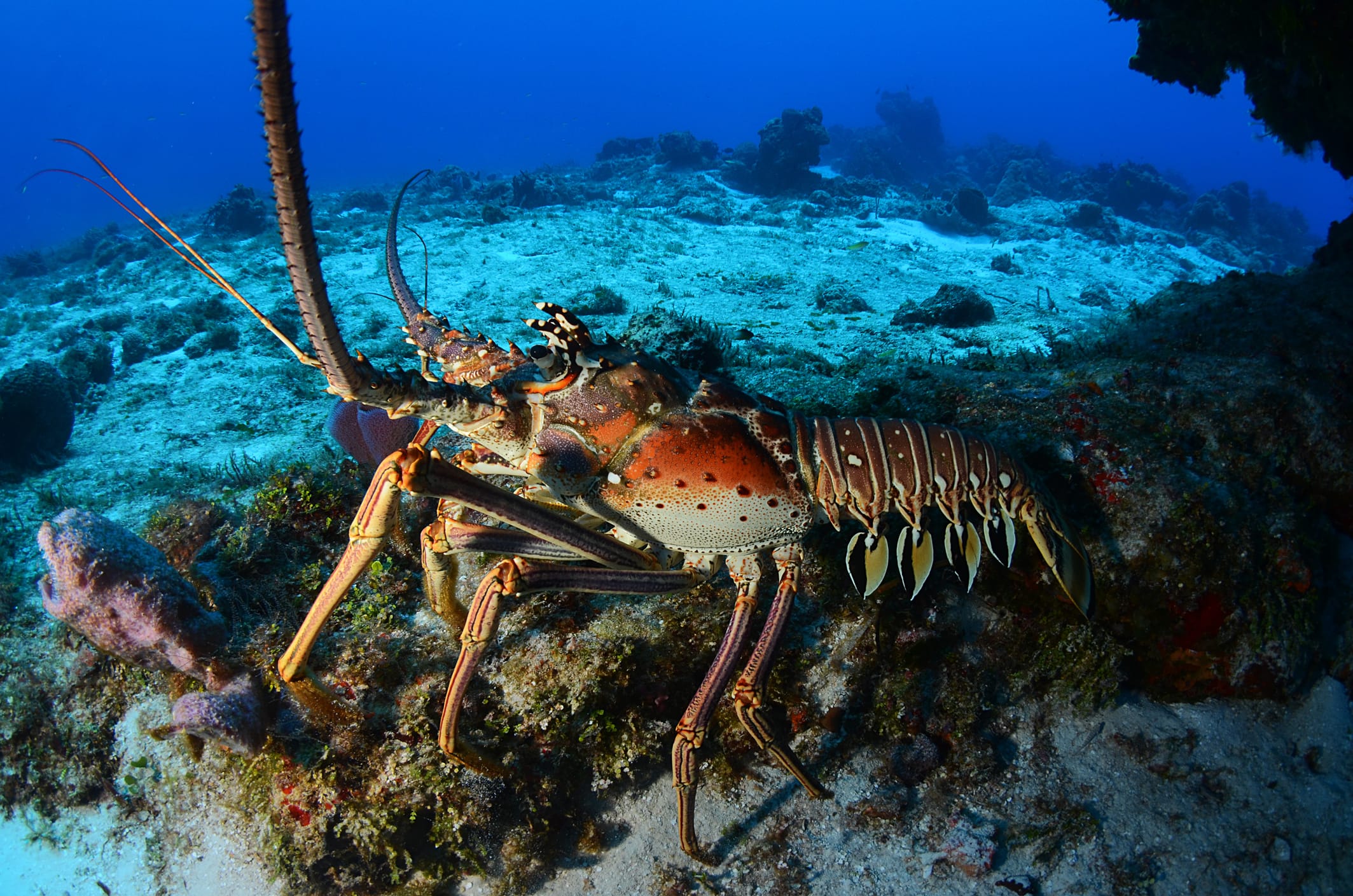 Private charter crew assisting divers in Key Largo