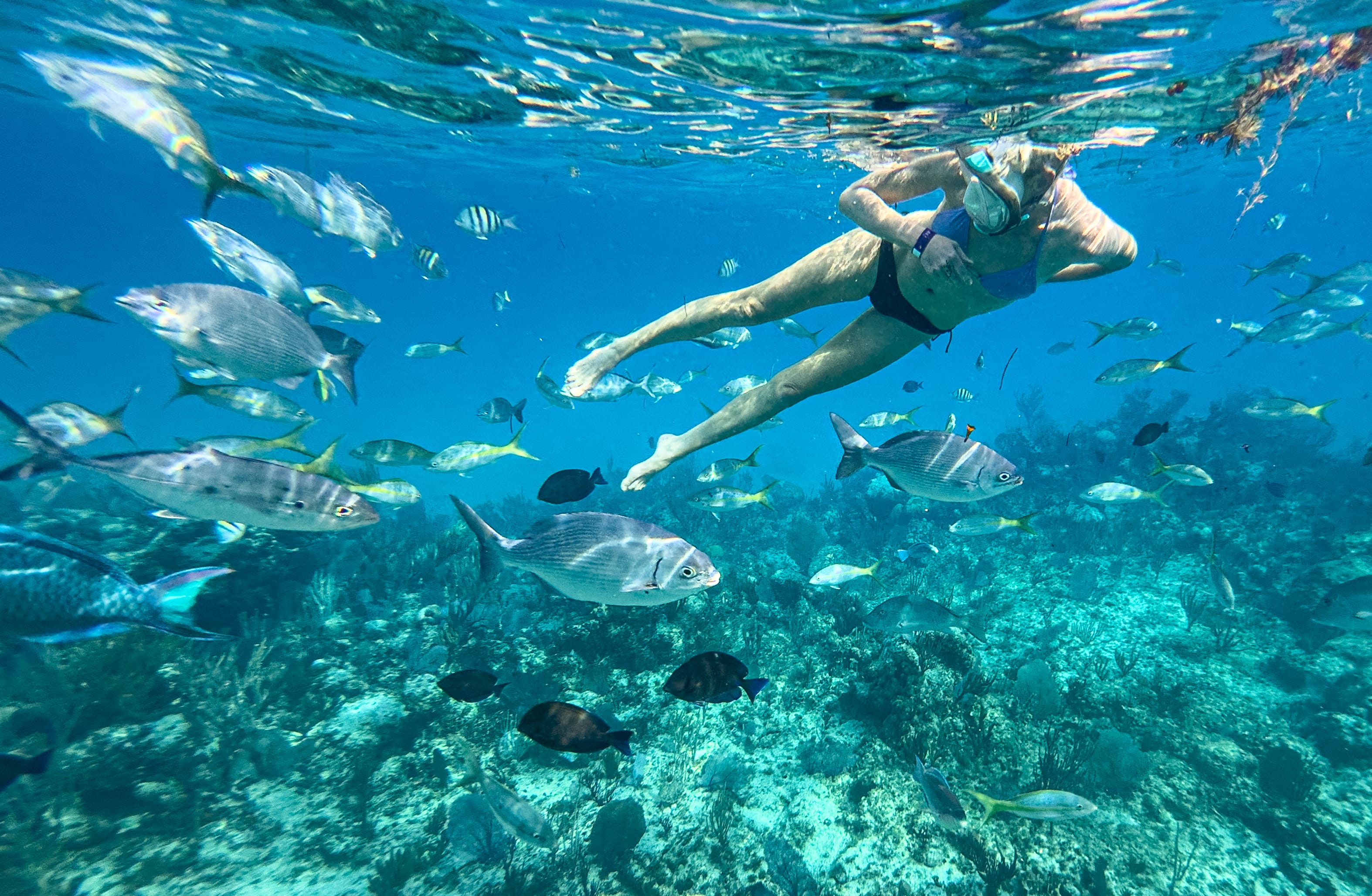 Private snorkeling in Key Largo