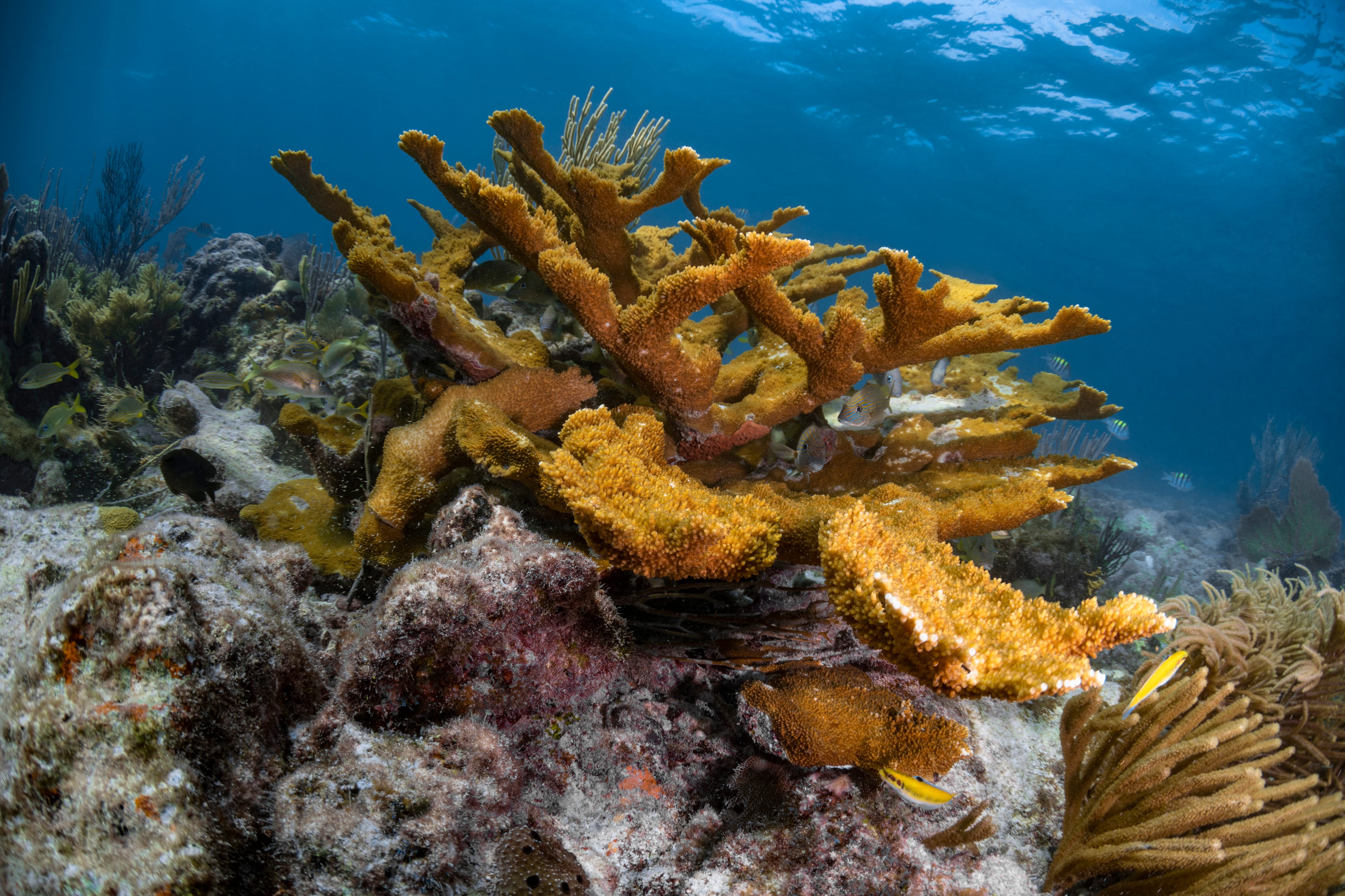 Shallow reef dive trip in Key Largo, Florida