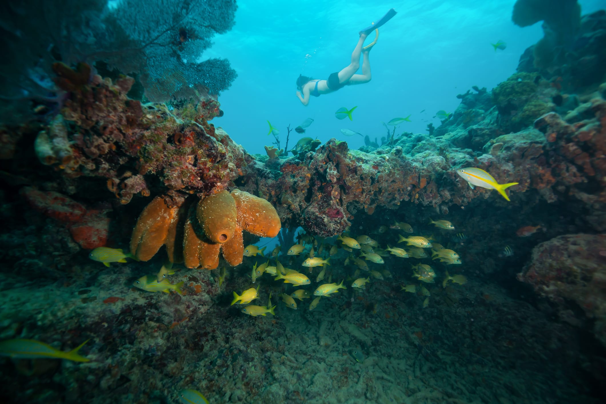 Snorkelers in the shallow reefs of Key Largo