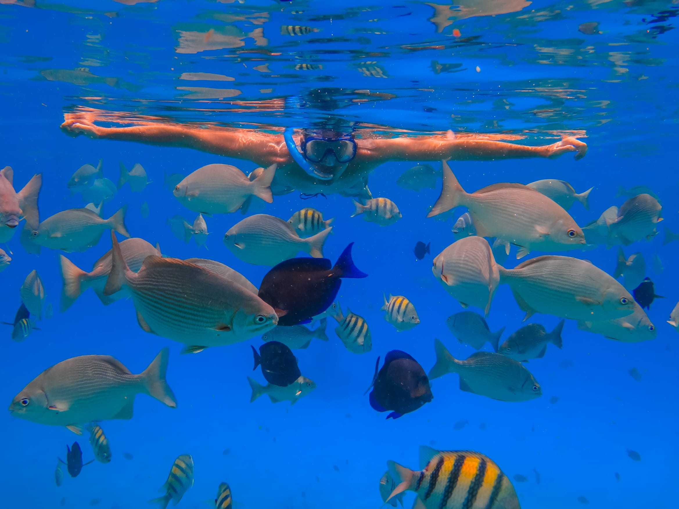 Snorkeling boat tour in Key Largo