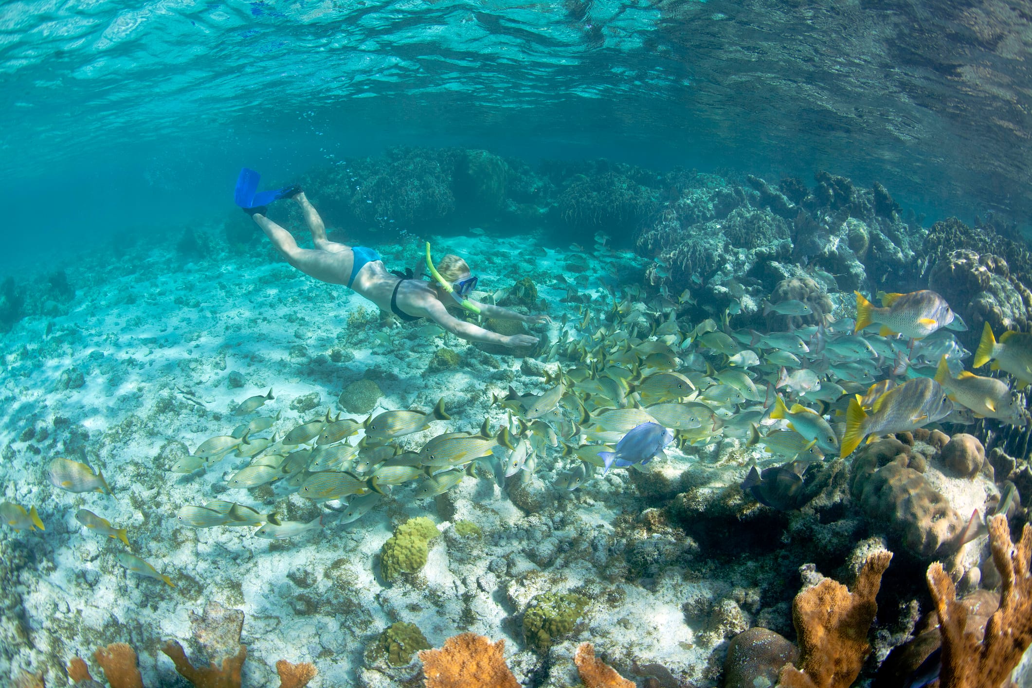 Snorkelers exploring a Key Largo reef
