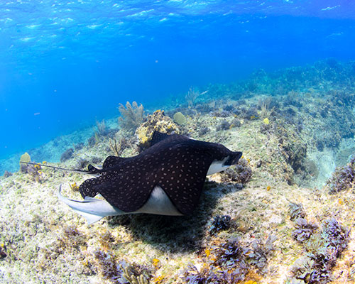 Scuba-diving-trip-in-key-largo-with-spotted-eagle-rays