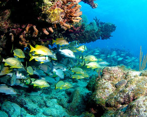 New diver testing the waters on a guided Try Scuba dive at Pickles Reef